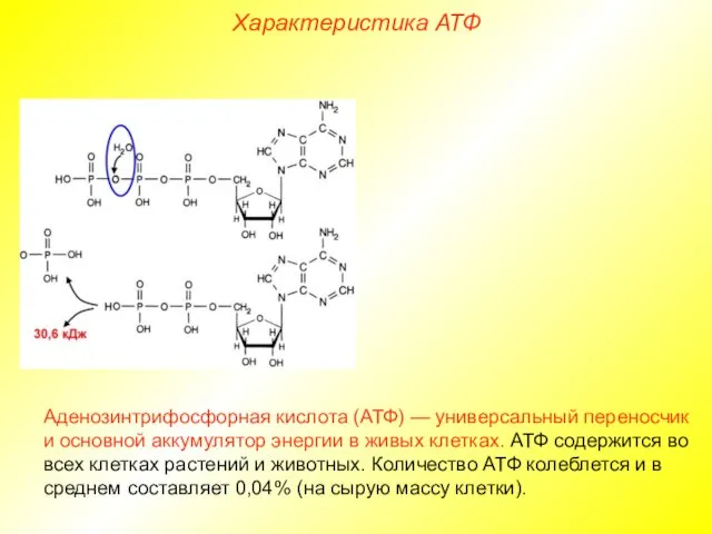 Характеристика АТФ Аденозинтрифосфорная кислота (АТФ) — универсальный переносчик и основной аккумулятор энергии в