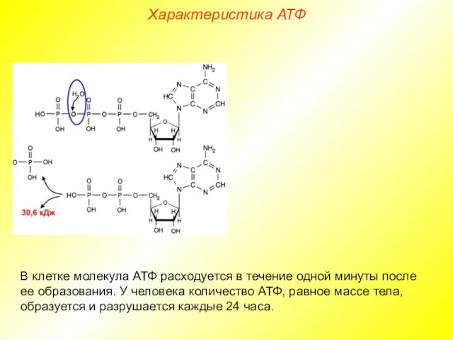 Характеристика АТФ В клетке молекула АТФ расходуется в течение одной минуты после ее
