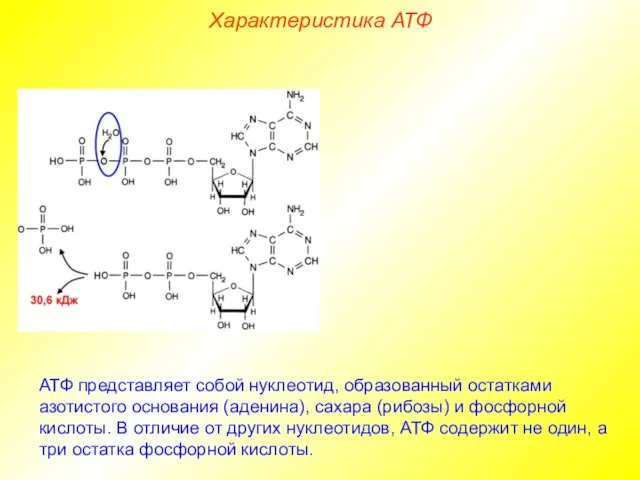 Характеристика АТФ АТФ представляет собой нуклеотид, образованный остатками азотистого основания (аденина), сахара (рибозы)