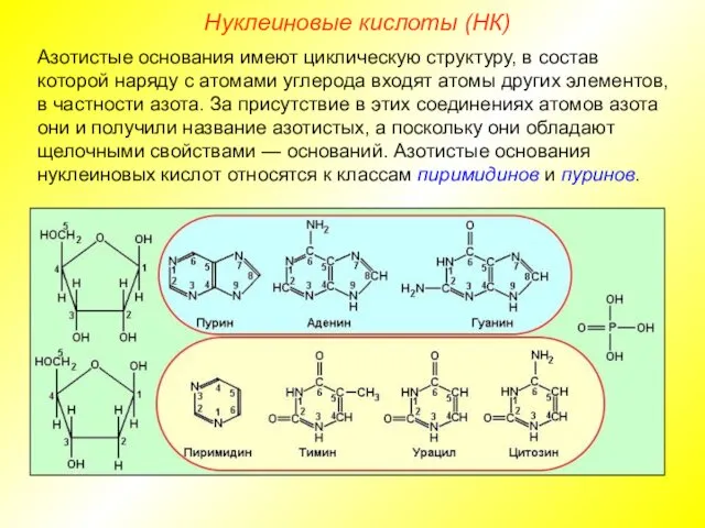 Нуклеиновые кислоты (НК) Азотистые основания имеют циклическую структуру, в состав которой наряду с
