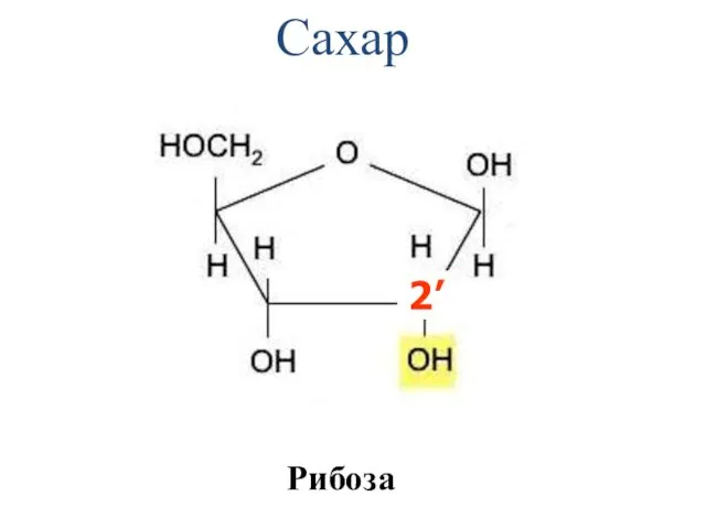 Сахар Рибоза 2’