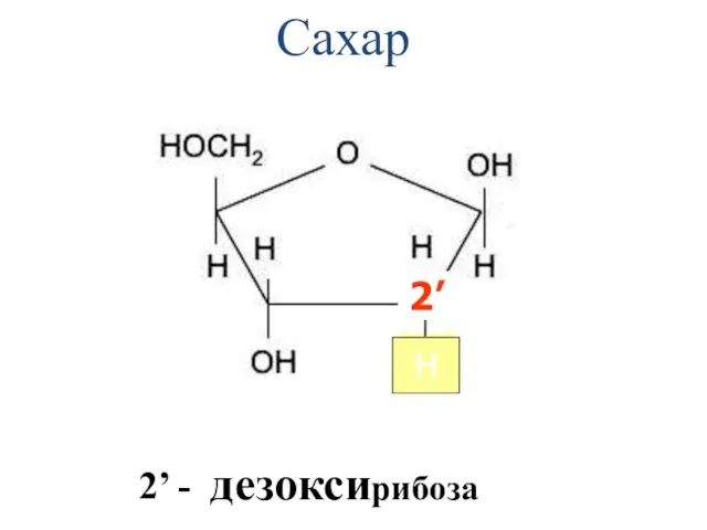 Сахар дезоксирибоза 2’ H 2’ -