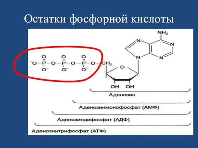 Остатки фосфорной кислоты