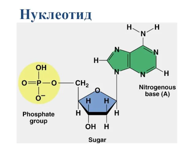 Нуклеотид