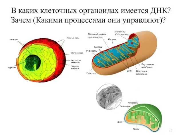 В каких клеточных органоидах имеется ДНК? Зачем (Какими процессами они управляют)?