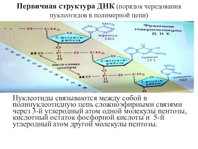 Первичная структура ДНК (порядок чередования нуклеотидов в полимерной цепи) Нуклеотиды