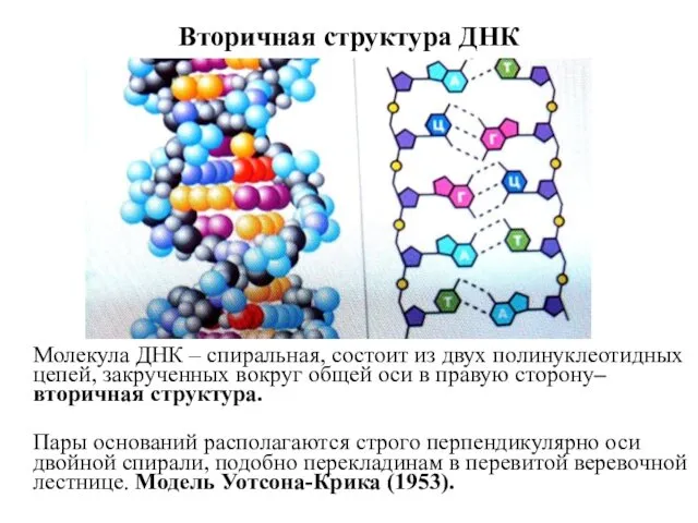 Вторичная структура ДНК Молекула ДНК – спиральная, состоит из двух