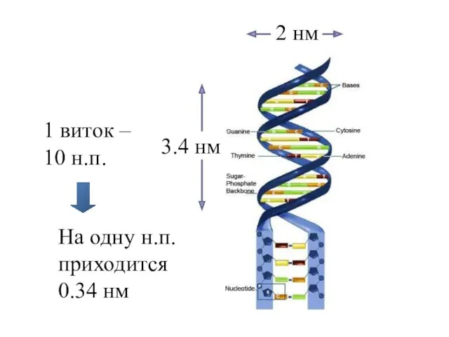 1 виток – 10 н.п. На одну н.п. приходится 0.34 нм