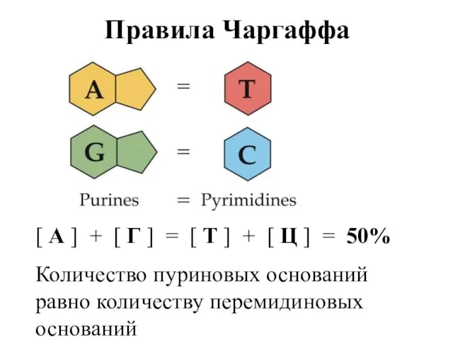 Правила Чаргаффа [ А ] + [ Г ] =