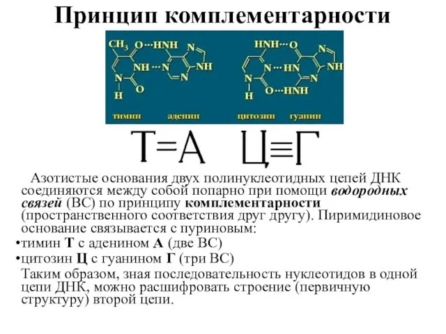 Принцип комплементарности Азотистые основания двух полинуклеотидных цепей ДНК соединяются между