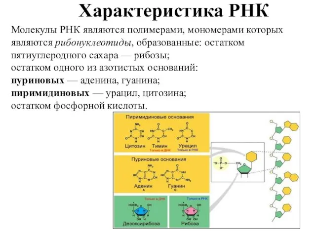 Характеристика РНК Молекулы РНК являются полимерами, мономерами которых являются рибонуклеотиды,