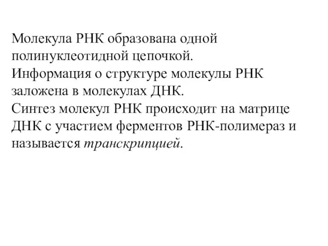 Молекула РНК образована одной полинуклеотидной цепочкой. Информация о структуре молекулы