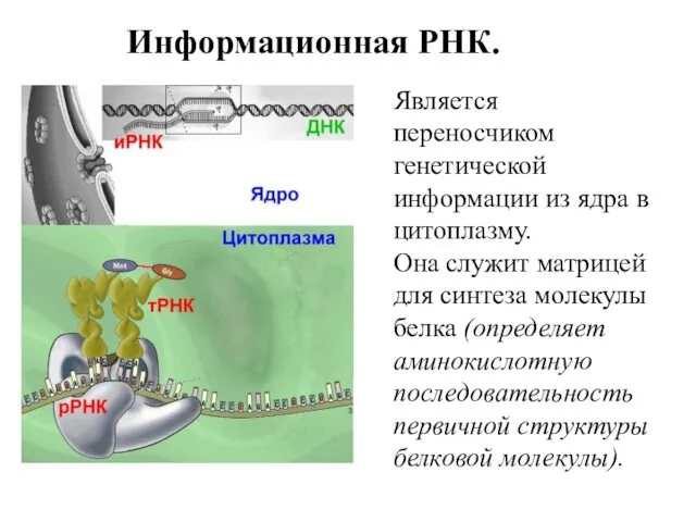 Информационная РНК. Является переносчиком генетической информации из ядра в цитоплазму.