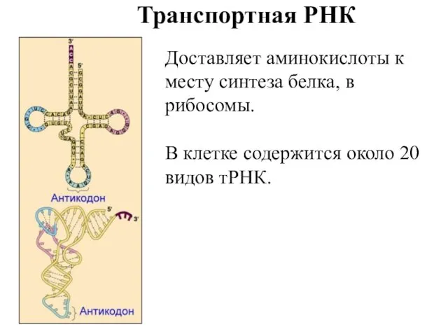 Транспортная РНК Доставляет аминокислоты к месту синтеза белка, в рибосомы.