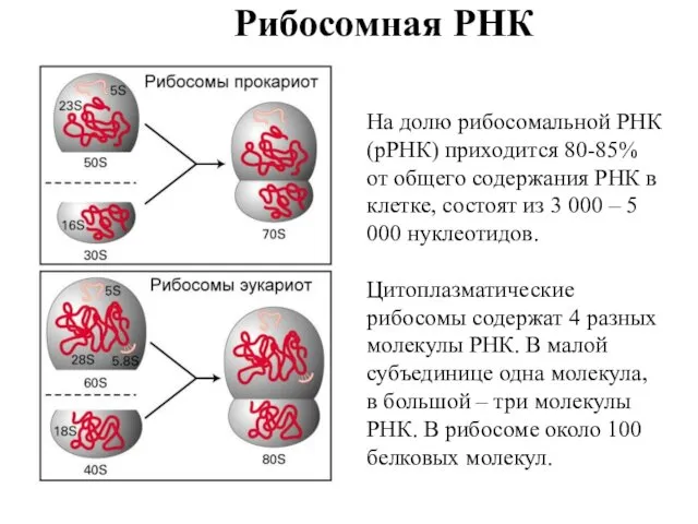 Рибосомная РНК На долю рибосомальной РНК (рРНК) приходится 80-85% от