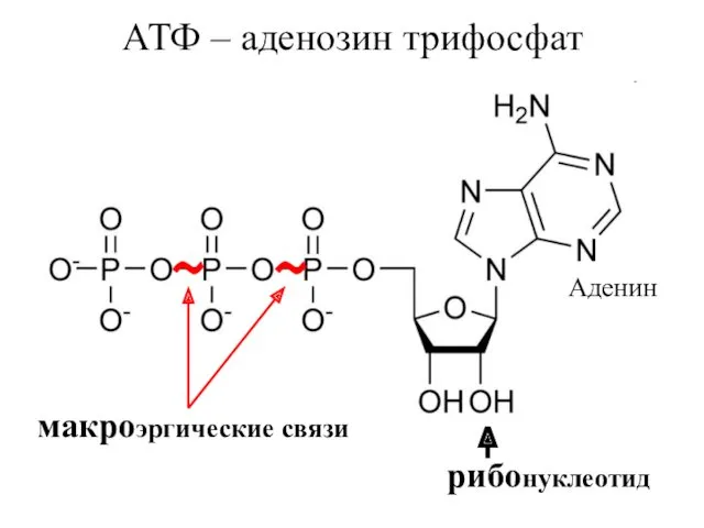 АТФ – аденозин трифосфат