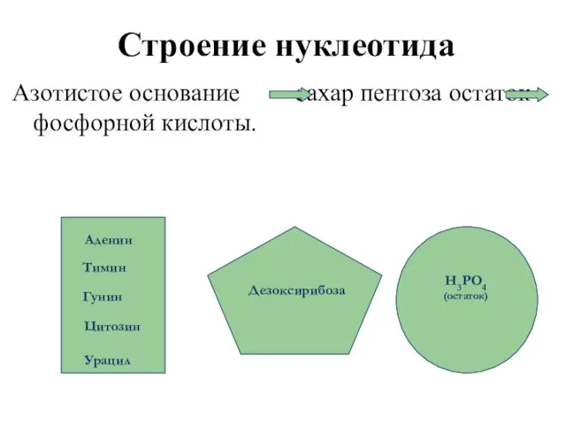 Строение нуклеотида Азотистое основание сахар пентоза остаток фосфорной кислоты. Аденин