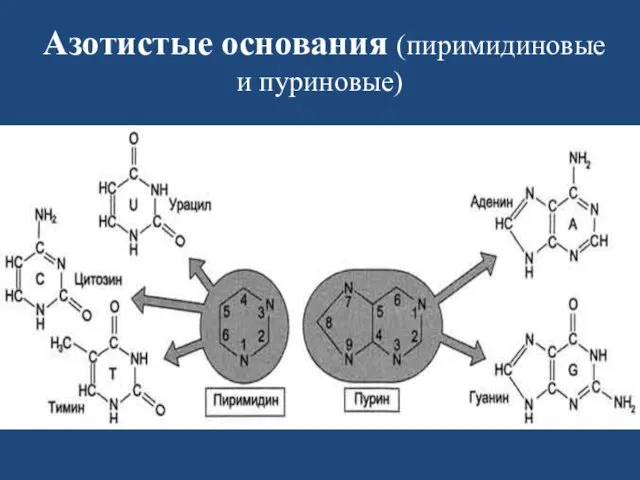 Азотистые основания (пиримидиновые и пуриновые)