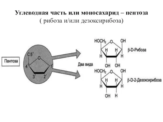 Углеводная часть или моносахарид – пентоза ( рибоза и/или дезоксирибоза)