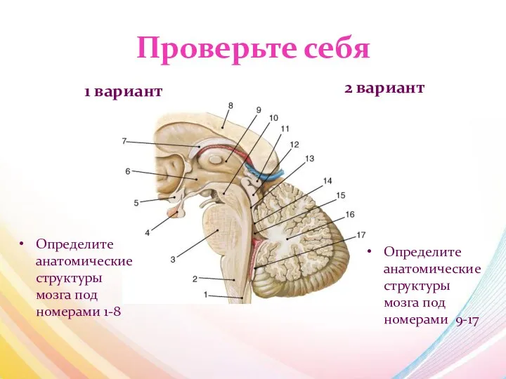 Проверьте себя 1 вариант Определите анатомические структуры мозга под номерами