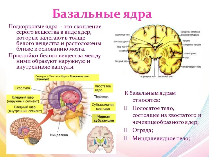 Базальные ядра Подкорковые ядра - это скопление серого вещества в