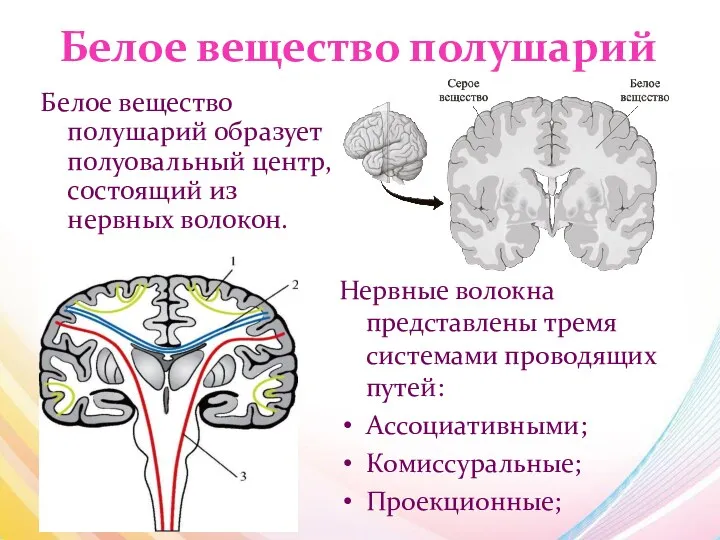 Белое вещество полушарий Белое вещество полушарий образует полуовальный центр, состоящий