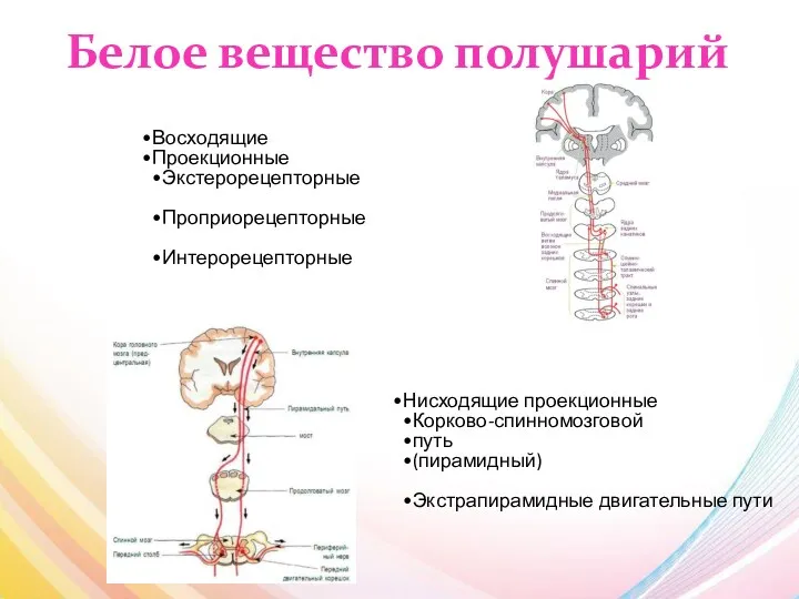 Белое вещество полушарий Восходящие Проекционные Экстерорецепторные Проприорецепторные Интерорецепторные Нисходящие проекционные Корково-спинномозговой путь (пирамидный) Экстрапирамидные двигательные пути