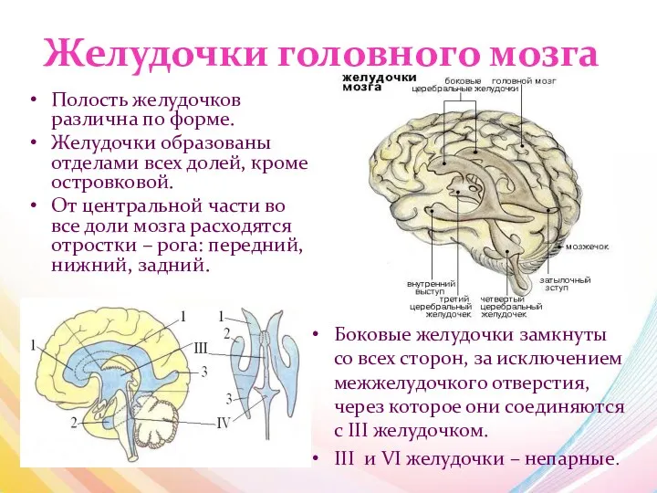 Желудочки головного мозга Полость желудочков различна по форме. Желудочки образованы