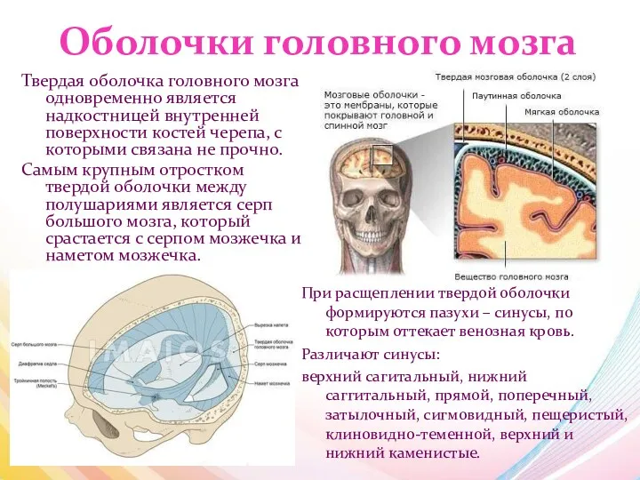 Оболочки головного мозга Твердая оболочка головного мозга одновременно является надкостницей