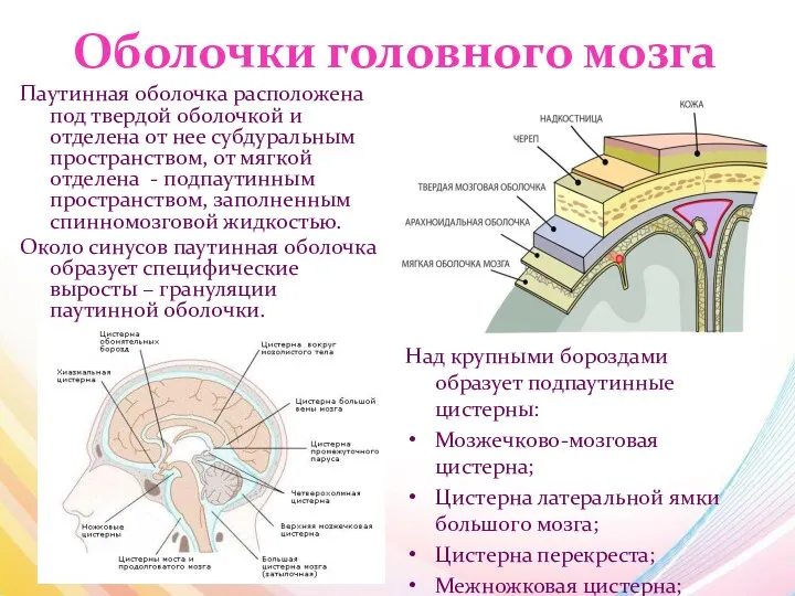 Оболочки головного мозга Паутинная оболочка расположена под твердой оболочкой и