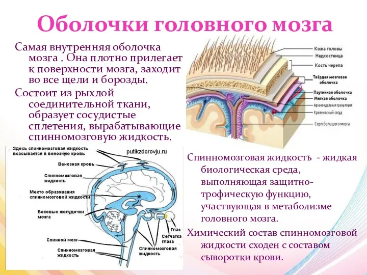 Оболочки головного мозга Самая внутренняя оболочка мозга . Она плотно