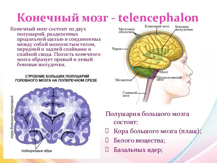 Конечный мозг - telencephalon Конечный мозг состоит из двух полушарий,