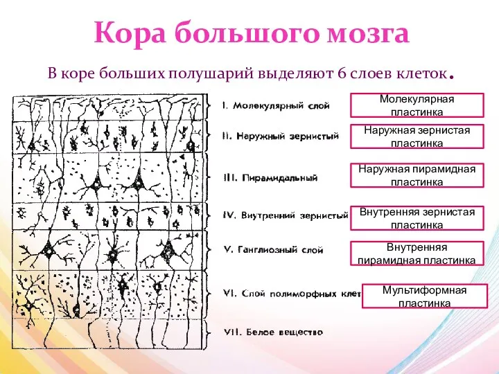 Кора большого мозга В коре больших полушарий выделяют 6 слоев