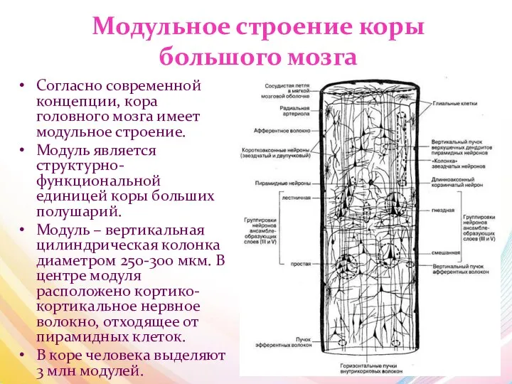 Модульное строение коры большого мозга Согласно современной концепции, кора головного