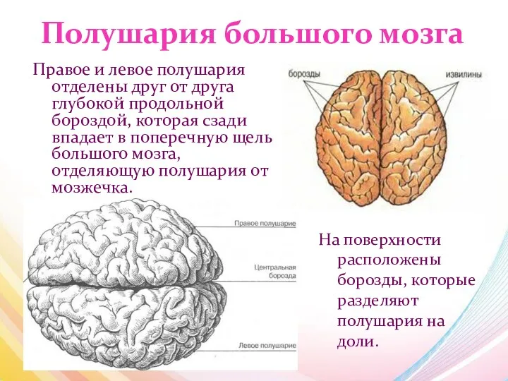 Полушария большого мозга Правое и левое полушария отделены друг от