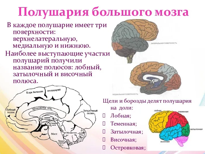 Полушария большого мозга В каждое полушарие имеет три поверхности: верхнелатеральную,