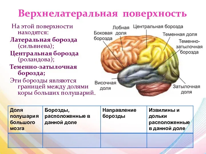 Верхнелатеральная поверхность На этой поверхности находятся: Латеральная борозда (сильвиева); Центральная