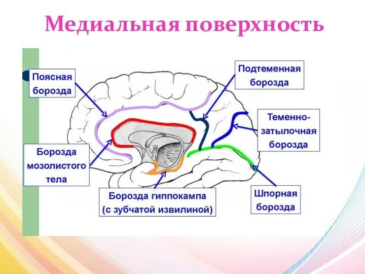 Медиальная поверхность