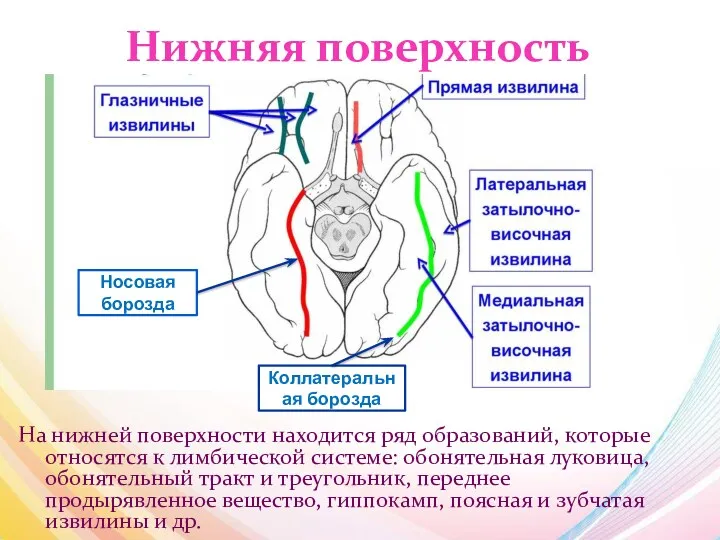 Нижняя поверхность На нижней поверхности находится ряд образований, которые относятся