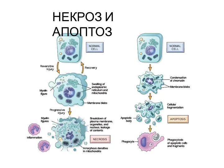 НЕКРОЗ И АПОПТОЗ