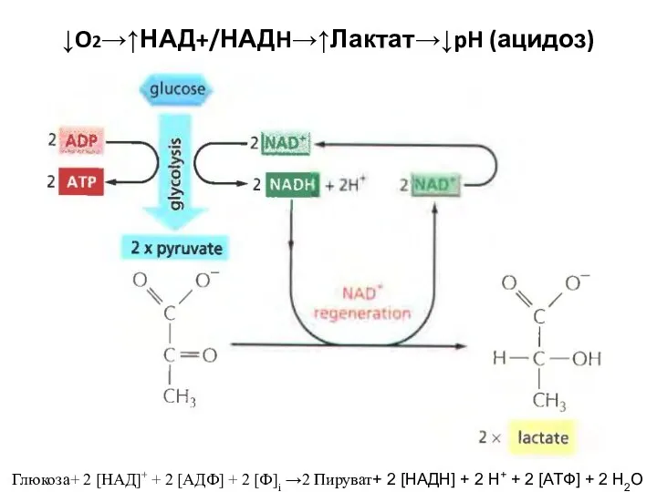 ↓O2→↑НАД+/НАДH→↑Лактат→↓pH (ацидоз) Глюкоза+ 2 [НАД]+ + 2 [АДФ] + 2