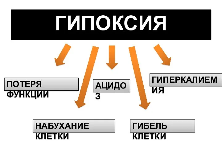 ГИПОКСИЯ ПОТЕРЯ ФУНКЦИИ АЦИДОЗ ГИПЕРКАЛИЕМИЯ НАБУХАНИЕ КЛЕТКИ ГИБЕЛЬ КЛЕТКИ