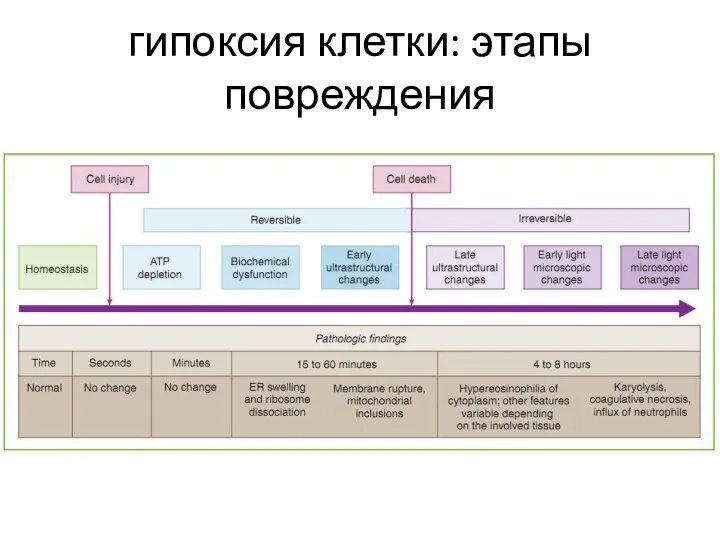 гипоксия клетки: этапы повреждения