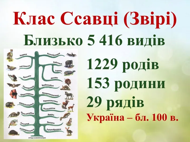 Клас Ссавці (Звірі) Близько 5 416 видів 1229 родів 153