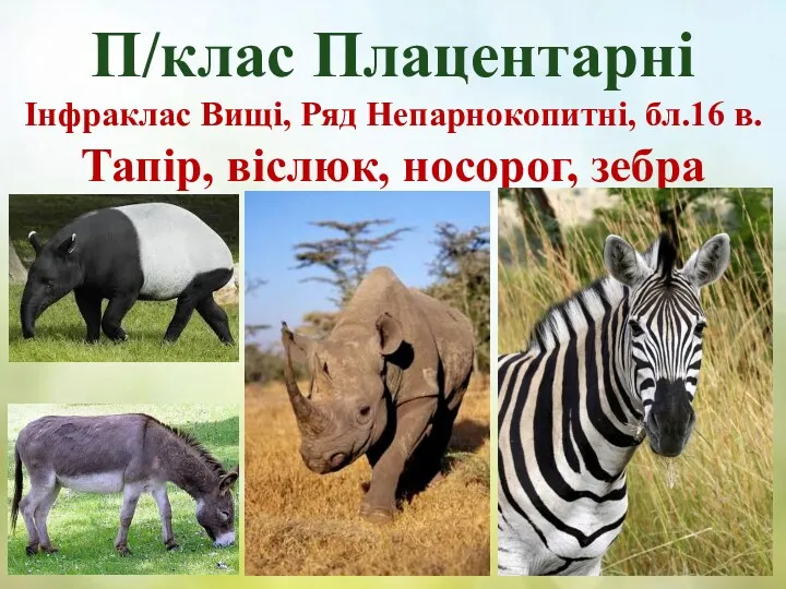 П/клас Плацентарні Інфраклас Вищі, Ряд Непарнокопитні, бл.16 в. Тапір, віслюк, носорог, зебра