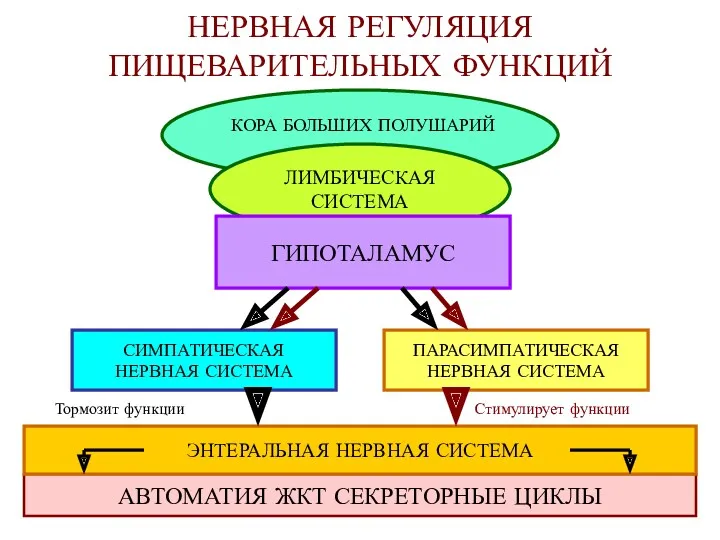 НЕРВНАЯ РЕГУЛЯЦИЯ ПИЩЕВАРИТЕЛЬНЫХ ФУНКЦИЙ АВТОМАТИЯ ЖКТ СЕКРЕТОРНЫЕ ЦИКЛЫ ЭНТЕРАЛЬНАЯ НЕРВНАЯ