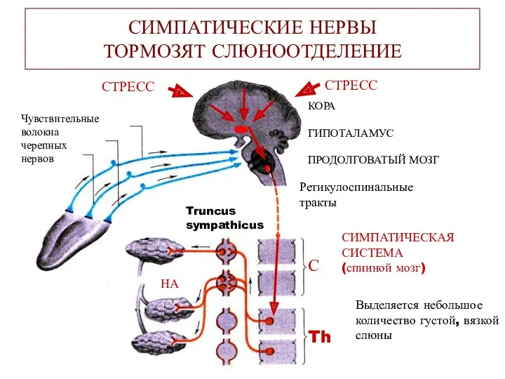 СИМПАТИЧЕСКИЕ НЕРВЫ ТОРМОЗЯТ СЛЮНООТДЕЛЕНИЕ Чувствительные волокна черепных нервов СТРЕСС СТРЕСС