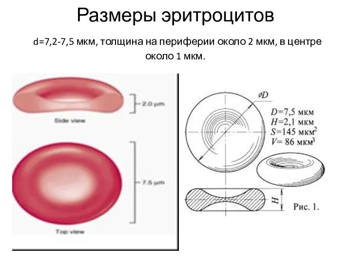 Размеры эритроцитов d=7,2-7,5 мкм, толщина на периферии около 2 мкм, в центре около 1 мкм.