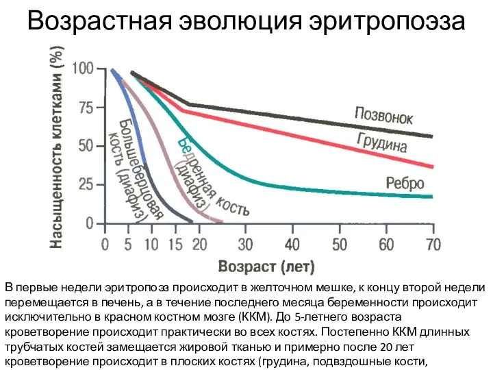 Возрастная эволюция эритропоэза В первые недели эритропоэз происходит в желточном