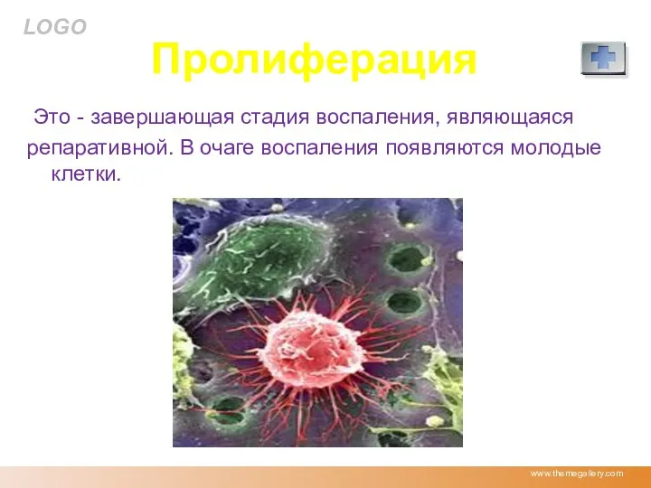 Пролиферация Это - завершающая стадия воспаления, являющаяся репаративной. В очаге воспаления появляются молодые клетки. www.themegallery.com